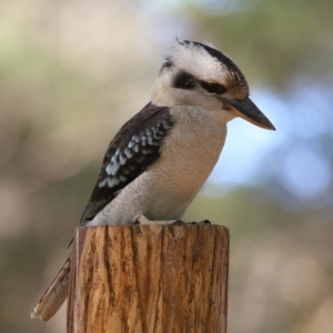 Dacelo novaeguineae at Capalaba, QLD - 23 Apr 2023