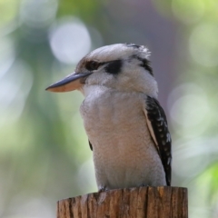 Dacelo novaeguineae at Capalaba, QLD - 23 Apr 2023