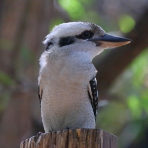 Dacelo novaeguineae at Capalaba, QLD - 23 Apr 2023 01:19 PM