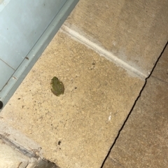 Litoria verreauxii alpina by alinta