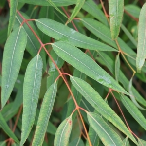 Angophora sp. at Wodonga, VIC - 29 Apr 2023 09:21 AM