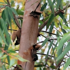 Angophora sp. at Wodonga, VIC - 29 Apr 2023 09:21 AM