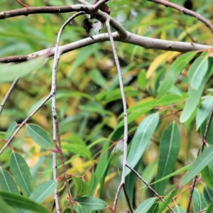 Angophora sp. at Wodonga, VIC - 29 Apr 2023 09:21 AM