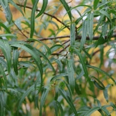 Brachychiton populneus (Kurrajong) at Wodonga, VIC - 28 Apr 2023 by KylieWaldon