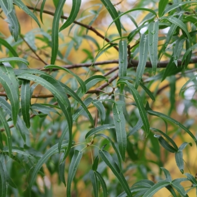 Brachychiton populneus (Kurrajong) at Wodonga, VIC - 28 Apr 2023 by KylieWaldon