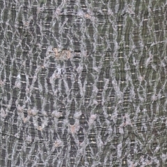 Brachychiton populneus at Wodonga, VIC - 29 Apr 2023 09:21 AM