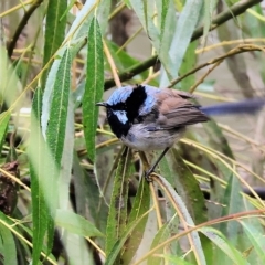 Malurus cyaneus (Superb Fairywren) at Wodonga - 28 Apr 2023 by KylieWaldon