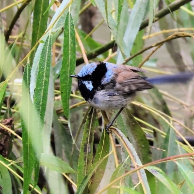 Malurus cyaneus (Superb Fairywren) at Wodonga, VIC - 28 Apr 2023 by KylieWaldon