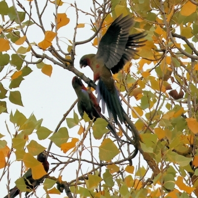 Platycercus elegans (Crimson Rosella) at Wodonga - 28 Apr 2023 by KylieWaldon