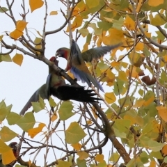Platycercus elegans at Wodonga, VIC - 29 Apr 2023 09:16 AM