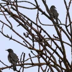 Anthochaera carunculata (Red Wattlebird) at Wodonga, VIC - 29 Apr 2023 by KylieWaldon