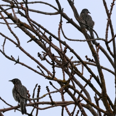 Anthochaera carunculata (Red Wattlebird) at Wodonga, VIC - 28 Apr 2023 by KylieWaldon