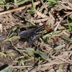 Sarcophaga sp. (genus) (Flesh fly) at Wodonga Regional Park - 25 Apr 2023 by KylieWaldon
