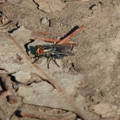 Sarcophaga sp. (genus) at Killara, VIC - 25 Apr 2023 10:56 AM