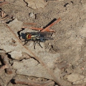 Sarcophaga sp. (genus) at Killara, VIC - 25 Apr 2023