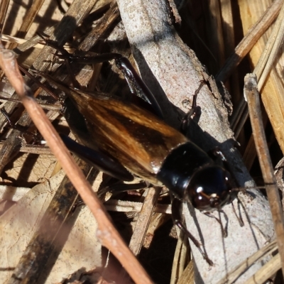 Teleogryllus commodus (Black Field Cricket) at Wodonga Regional Park - 25 Apr 2023 by KylieWaldon