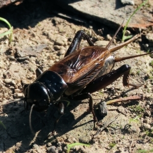 Teleogryllus commodus at Wodonga - 25 Apr 2023