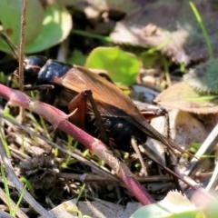 Unidentified at suppressed - 25 Apr 2023