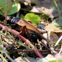 Teleogryllus commodus at Wodonga - 25 Apr 2023