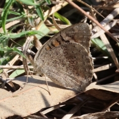 Junonia villida (Meadow Argus) at Wodonga Regional Park - 25 Apr 2023 by KylieWaldon