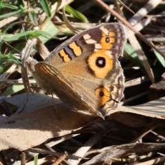 Junonia villida at Bandiana, VIC - 25 Apr 2023