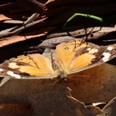 Heteronympha merope (Common Brown Butterfly) at Wodonga - 25 Apr 2023 by KylieWaldon