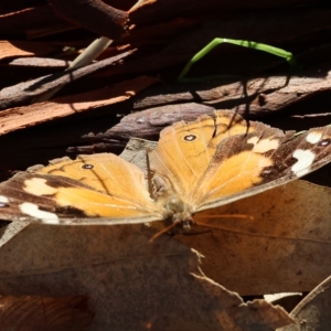 Heteronympha merope at Bandiana, VIC - 25 Apr 2023 10:35 AM