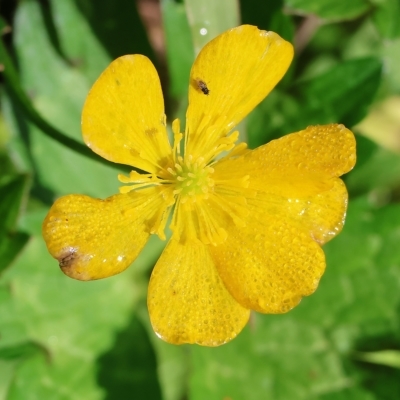 Ranunculus repens (Creeping Buttercup) at Wodonga Regional Park - 25 Apr 2023 by KylieWaldon