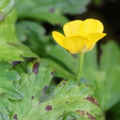 Ranunculus repens at Bandiana, VIC - 25 Apr 2023 10:41 AM