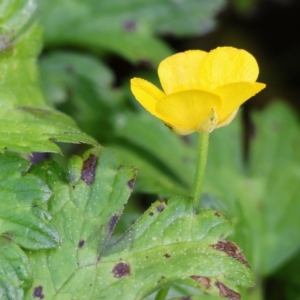 Ranunculus repens at Bandiana, VIC - 25 Apr 2023 10:41 AM