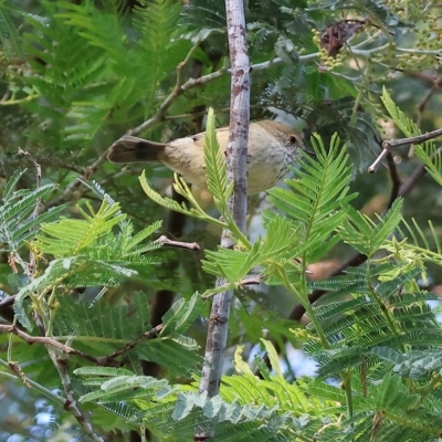 Acanthiza pusilla (Brown Thornbill) at Wodonga - 25 Apr 2023 by KylieWaldon