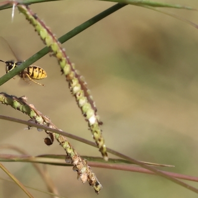 Vespula germanica (European wasp) at Wodonga - 25 Apr 2023 by KylieWaldon