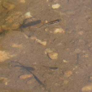 Gambusia holbrooki at Bandiana, VIC - 25 Apr 2023