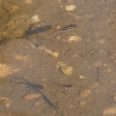 Gambusia holbrooki (Gambusia, Plague minnow, Mosquito fish) at Wodonga Regional Park - 25 Apr 2023 by KylieWaldon