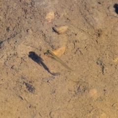 Gambusia holbrooki at Bandiana, VIC - 25 Apr 2023