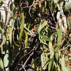 Delias harpalyce at Bandiana, VIC - 25 Apr 2023