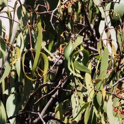 Delias harpalyce (Imperial Jezebel) at Wodonga - 25 Apr 2023 by KylieWaldon