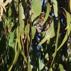 Delias harpalyce at Bandiana, VIC - 25 Apr 2023 11:12 AM