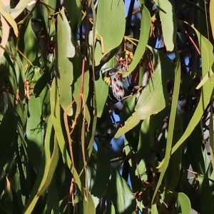 Delias harpalyce at Bandiana, VIC - 25 Apr 2023 11:12 AM