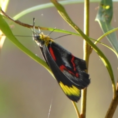 Delias nigrina (Black Jezebel) at Colo Vale, NSW - 18 Mar 2023 by Curiosity