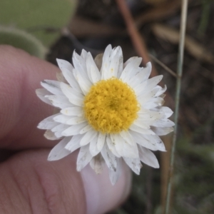 Leucochrysum alpinum at Berridale, NSW - 4 Feb 2022