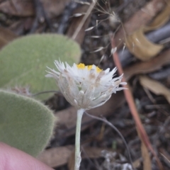 Leucochrysum alpinum at Berridale, NSW - 4 Feb 2022