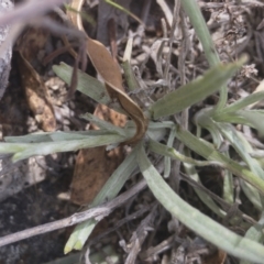 Leucochrysum alpinum at Berridale, NSW - 4 Feb 2022 12:00 PM