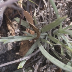 Leucochrysum alpinum at Berridale, NSW - 4 Feb 2022