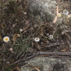Leucochrysum alpinum at Berridale, NSW - 4 Feb 2022