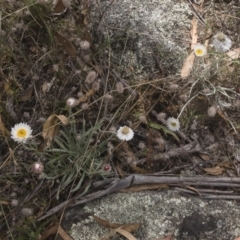 Leucochrysum alpinum at Berridale, NSW - 4 Feb 2022 12:00 PM