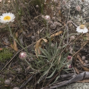 Leucochrysum alpinum at Berridale, NSW - 4 Feb 2022