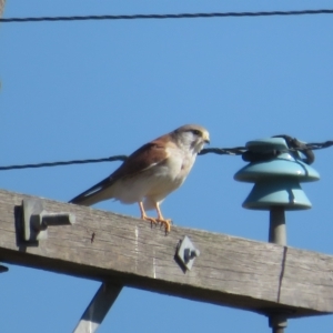 Falco cenchroides at Booth, ACT - 26 Apr 2023