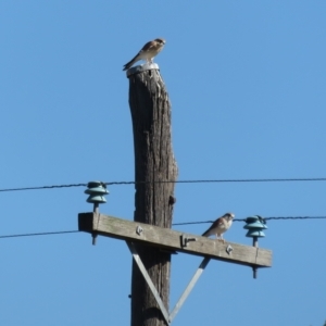 Falco cenchroides at Booth, ACT - 26 Apr 2023