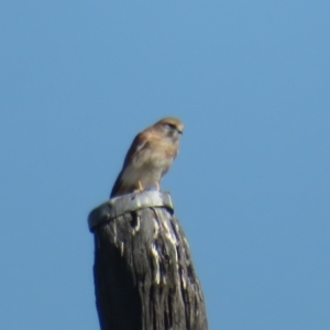 Falco cenchroides at Booth, ACT - 26 Apr 2023